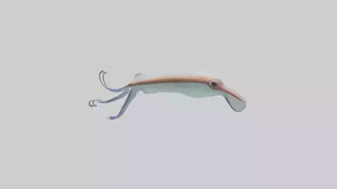 Caribbean Reef Squid gliding model 2