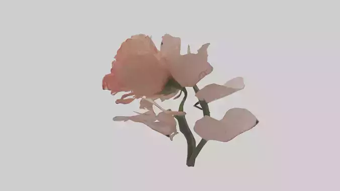 Carnation model