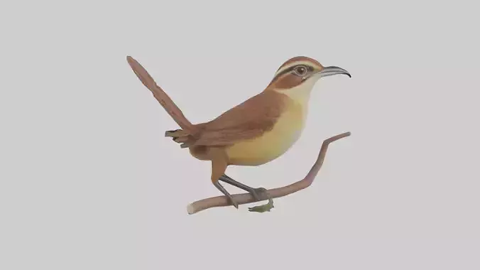 Carolina Wren perched model