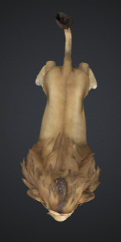 Majestic Game Ready Lion 3D Model Realistic And Rigged 3D model_4