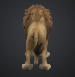 Majestic Game Ready Lion 3D Model Realistic And Rigged 3D model_2