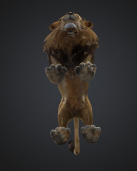 Majestic Game Ready Lion 3D Model Realistic And Rigged 3D model_5