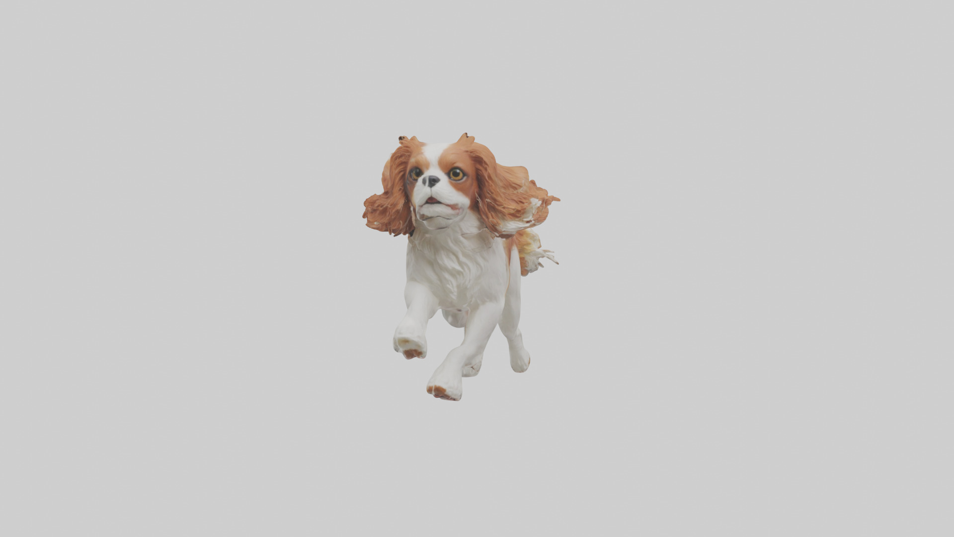 Cavalier King Charles Spaniel running model Low-poly 3D model_19