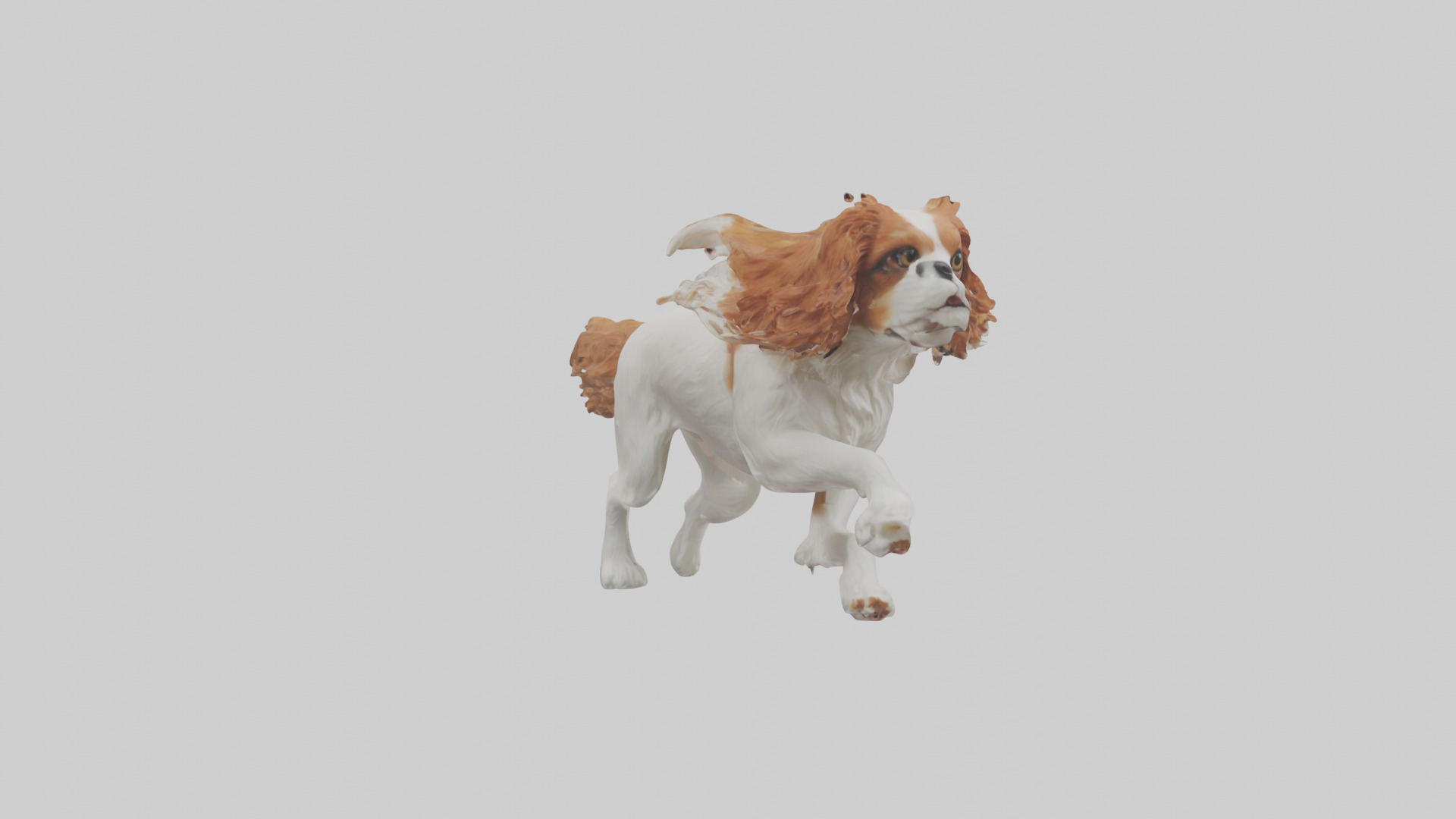 Cavalier King Charles Spaniel running model Low-poly 3D model_16