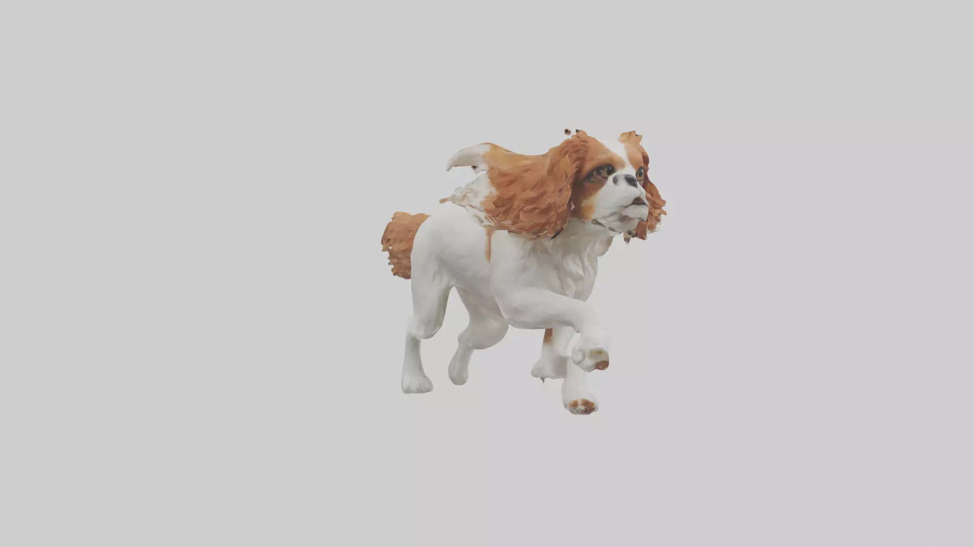 Cavalier King Charles Spaniel running model Low-poly 3D model_0