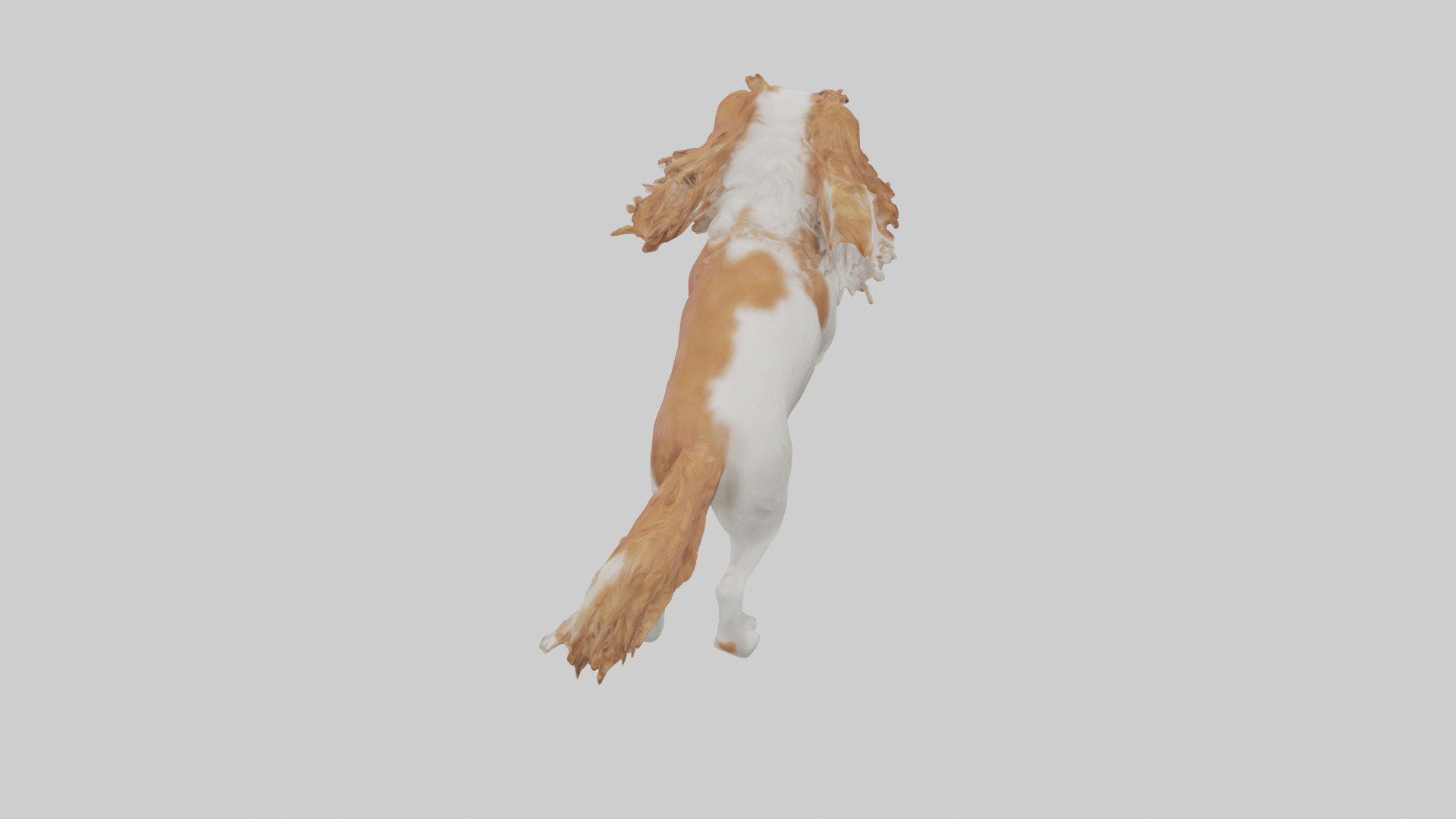 Cavalier King Charles Spaniel running model Low-poly 3D model_25