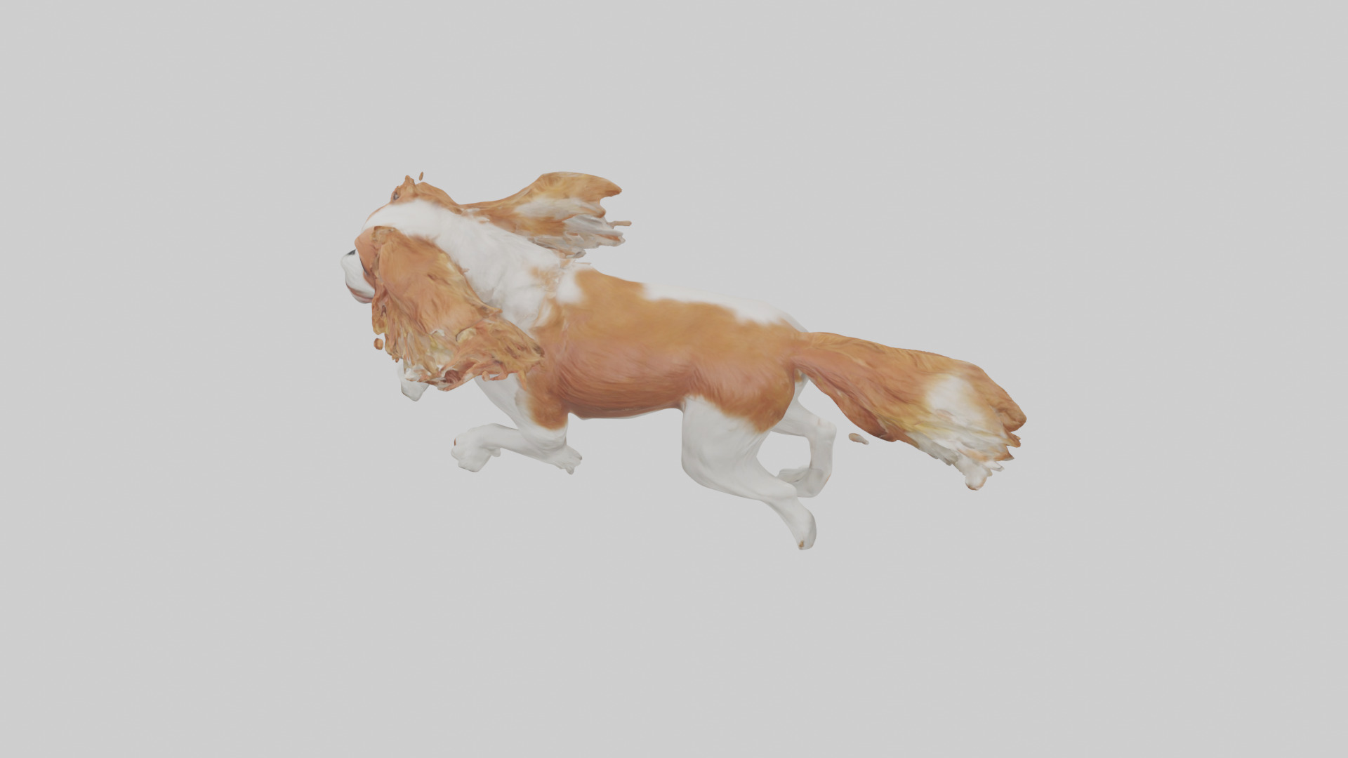 Cavalier King Charles Spaniel running model Low-poly 3D model_27