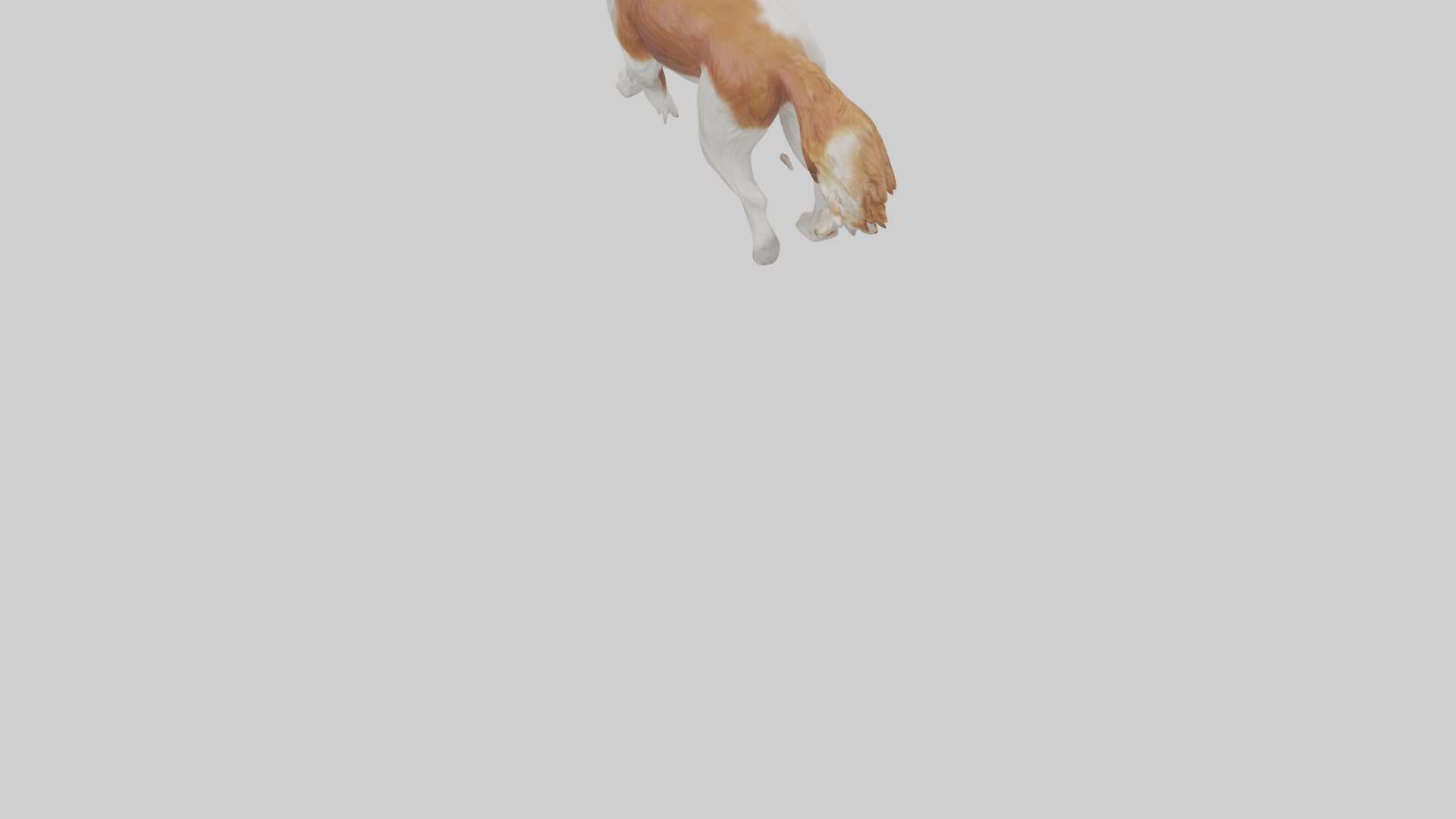 Cavalier King Charles Spaniel running model Low-poly 3D model_4