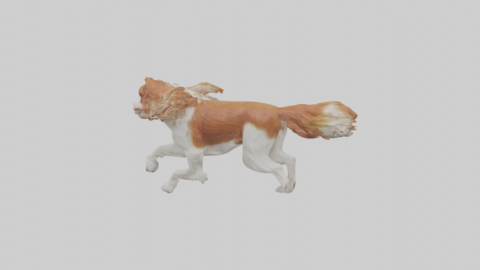Cavalier King Charles Spaniel running model Low-poly 3D model_22
