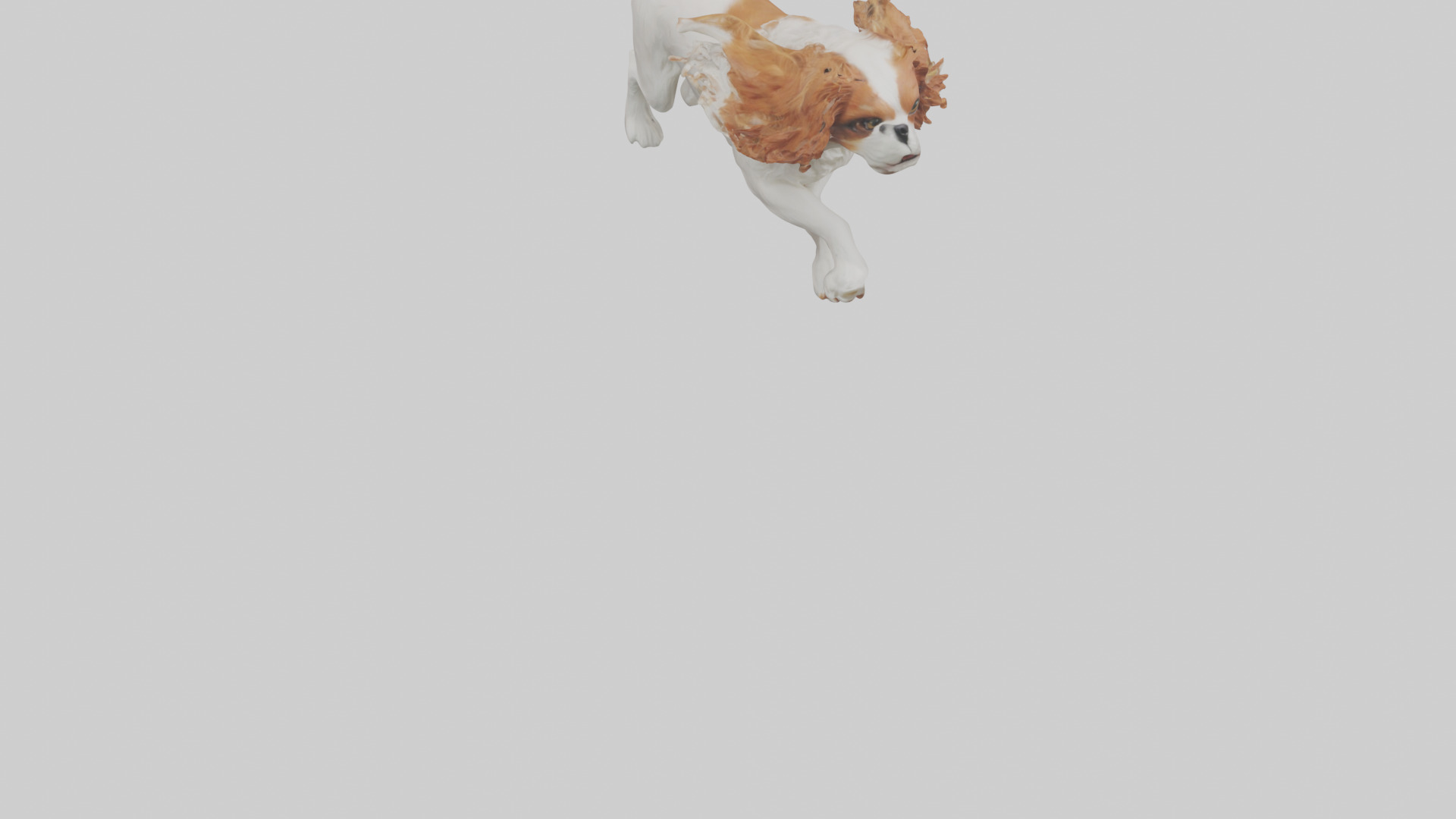 Cavalier King Charles Spaniel running model Low-poly 3D model_7
