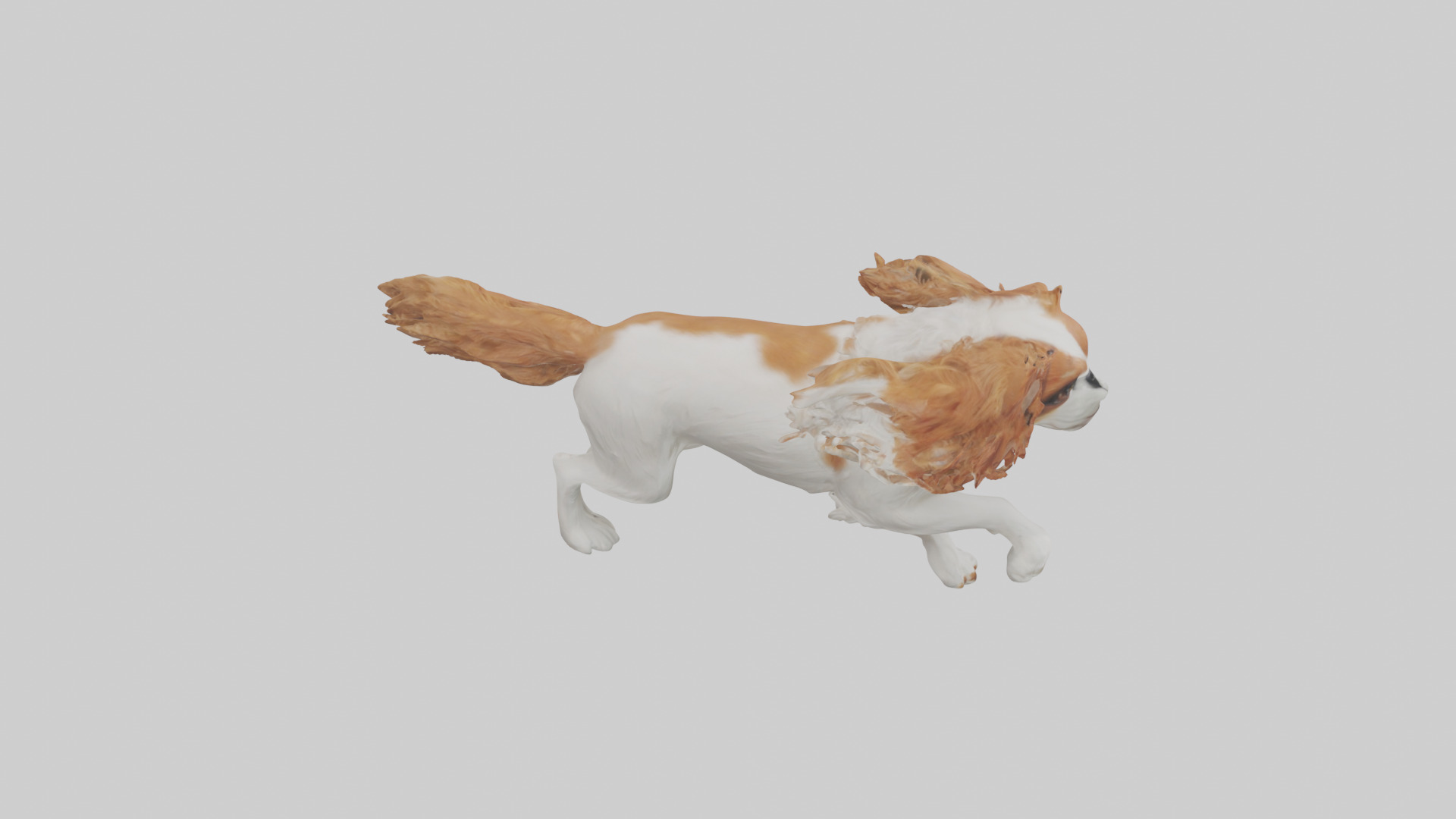 Cavalier King Charles Spaniel running model Low-poly 3D model_28