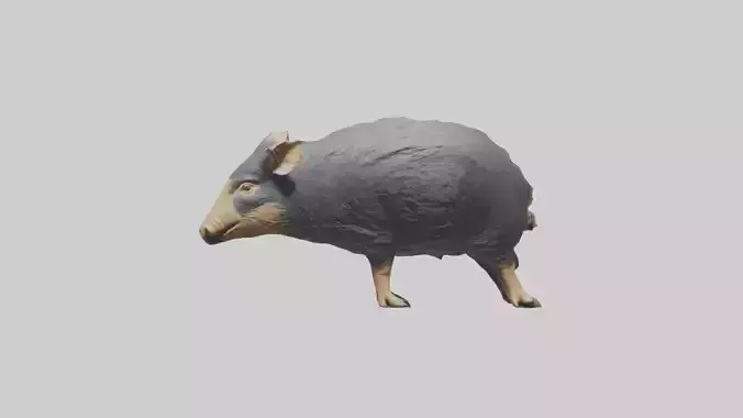 Chacoan Peccary digging model Low-poly 3D model
