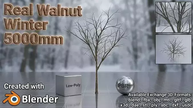 Persian walnut tree winter 5000mm