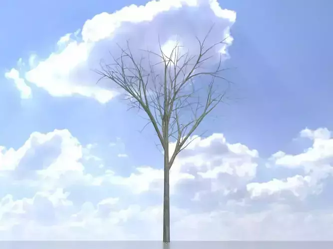 Persian walnut tree winter 5000mm Low-poly 3D model