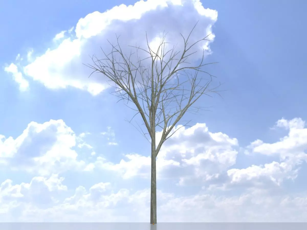 Persian walnut tree winter 5000mm Low-poly 3D model