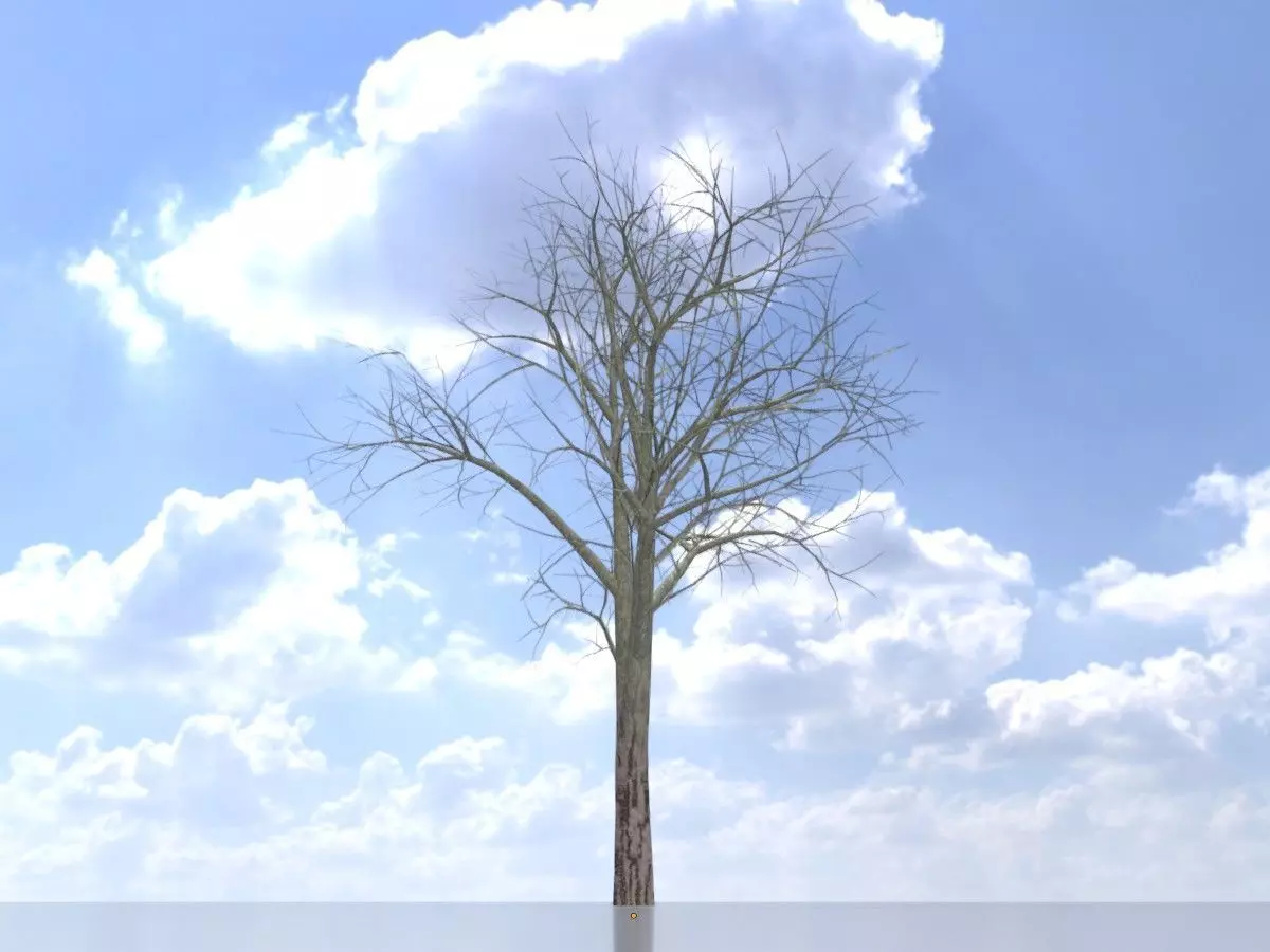 Persian walnut tree winter 8000mm Low-poly 3D model