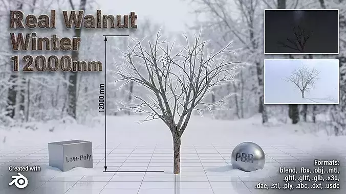 Persian walnut tree winter 12000mm