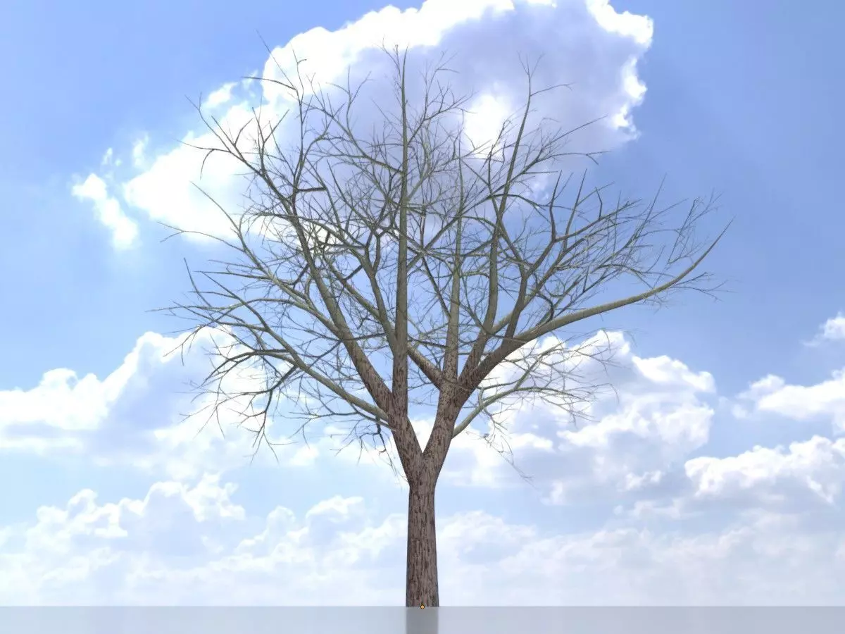 Persian walnut tree winter 21000mm Low-poly 3D model