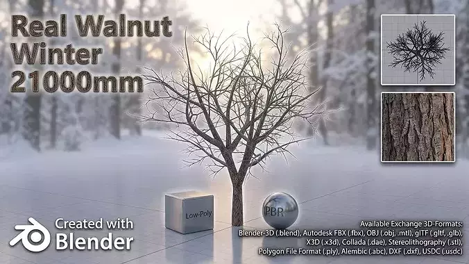 Persian walnut tree winter 21000mm