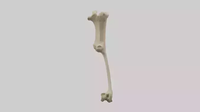 Cheetah Femur