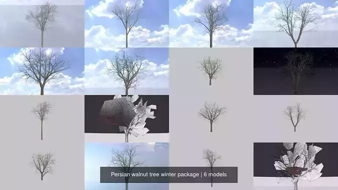 Persian walnut tree winter package 3D Model Collection