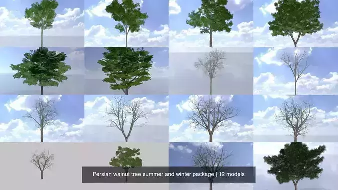 Persian walnut tree summer and winter package 3D Model Collection