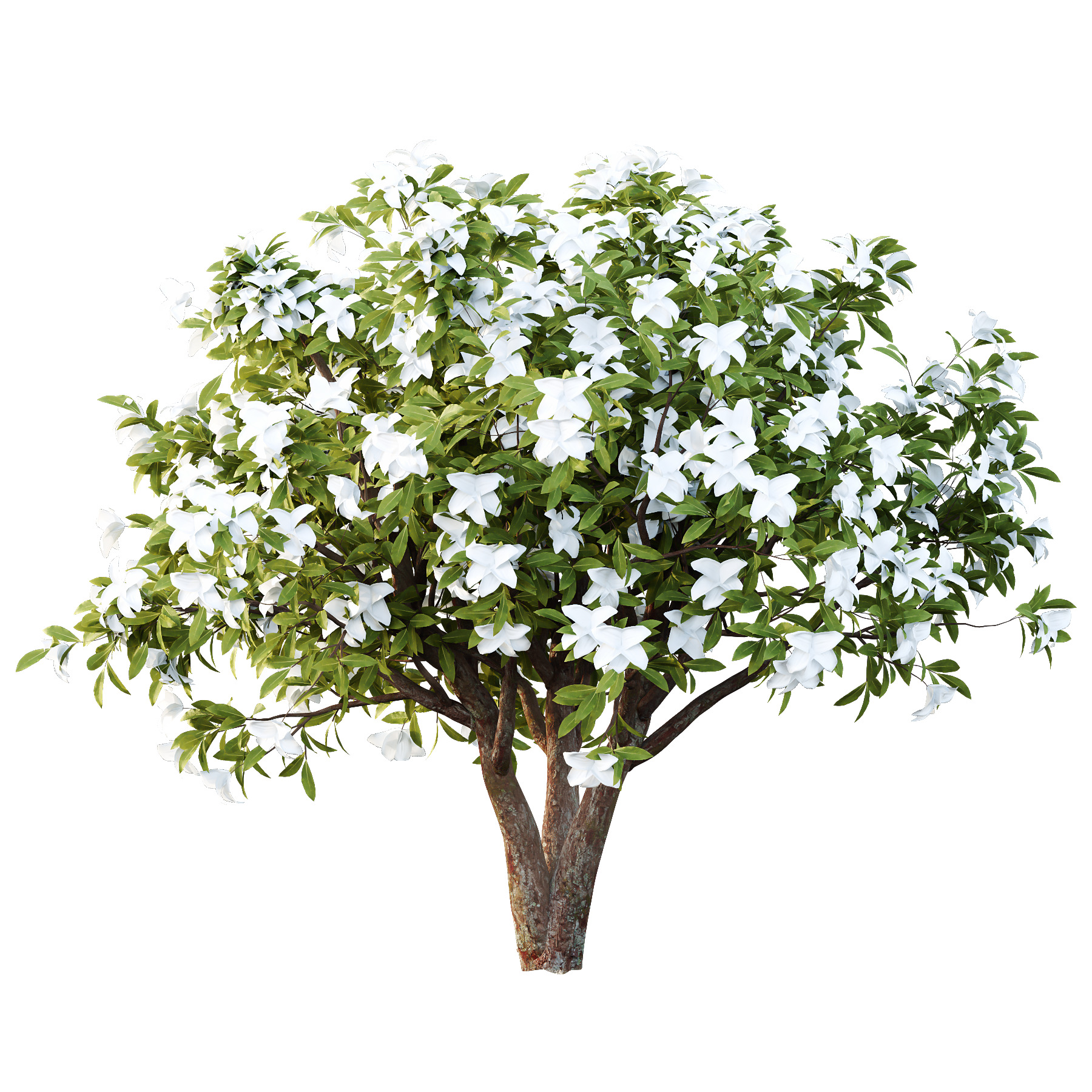 Michelia Maudiae Tree 04 3D model_4