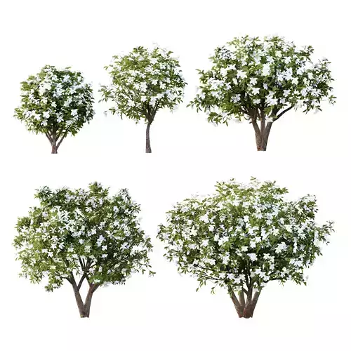 Michelia Maudiae Tree 04 3D model