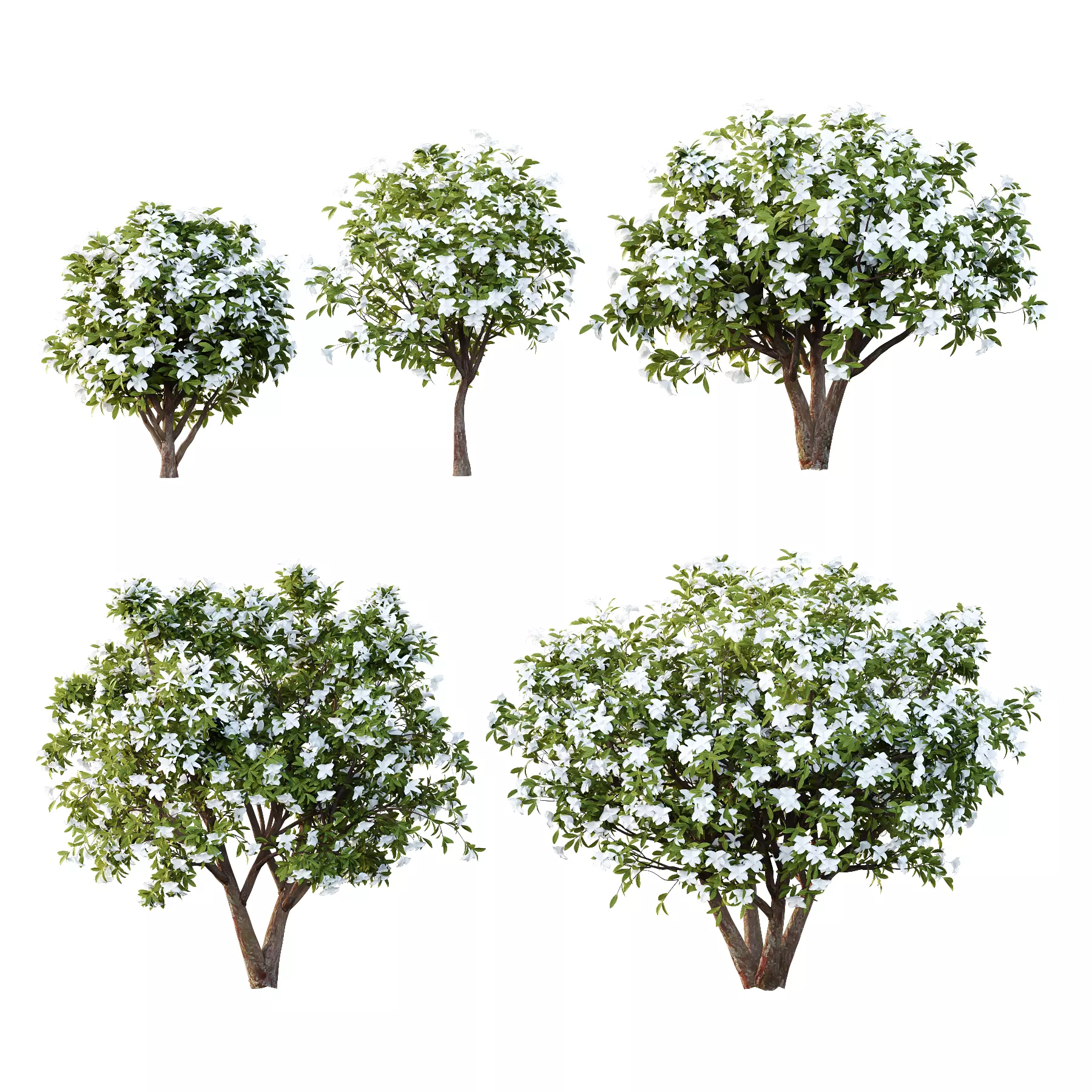 Michelia Maudiae Tree 04 3D model_0