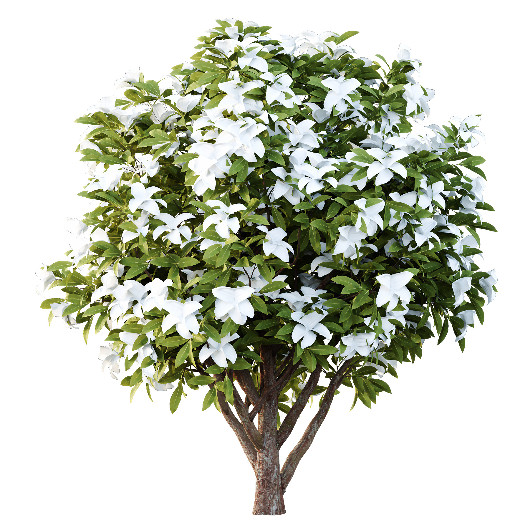 Michelia Maudiae Tree 04 3D model_3