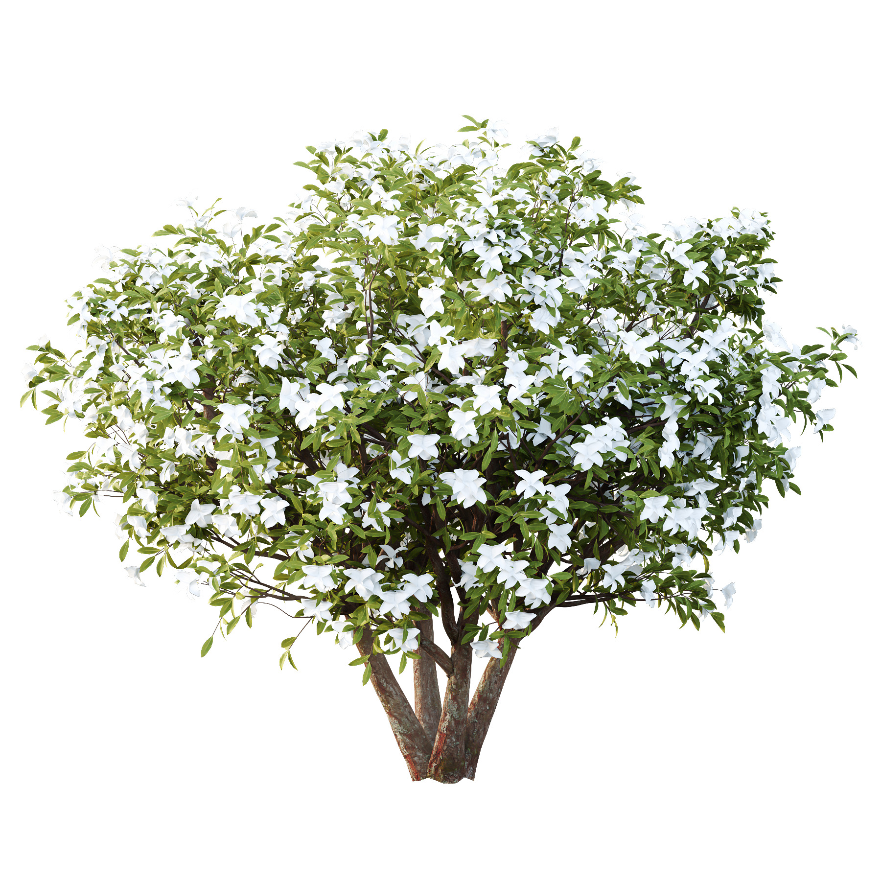 Michelia Maudiae Tree 04 3D model_2