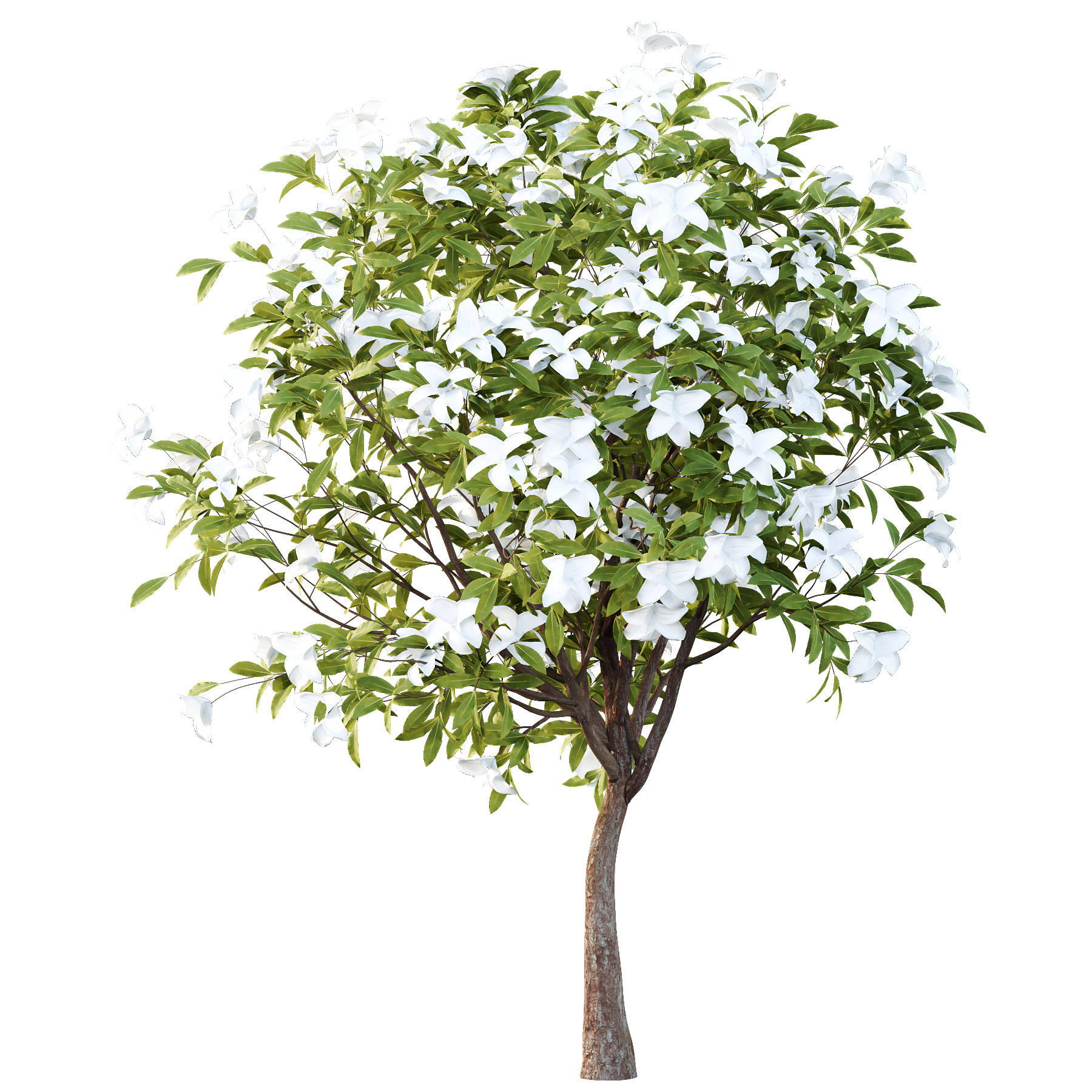 Michelia Maudiae Tree 04 3D model_5
