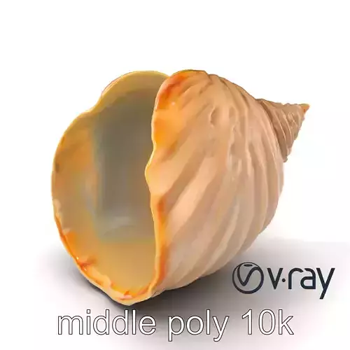 Realistic Seashell with Scalloped Edge model pack