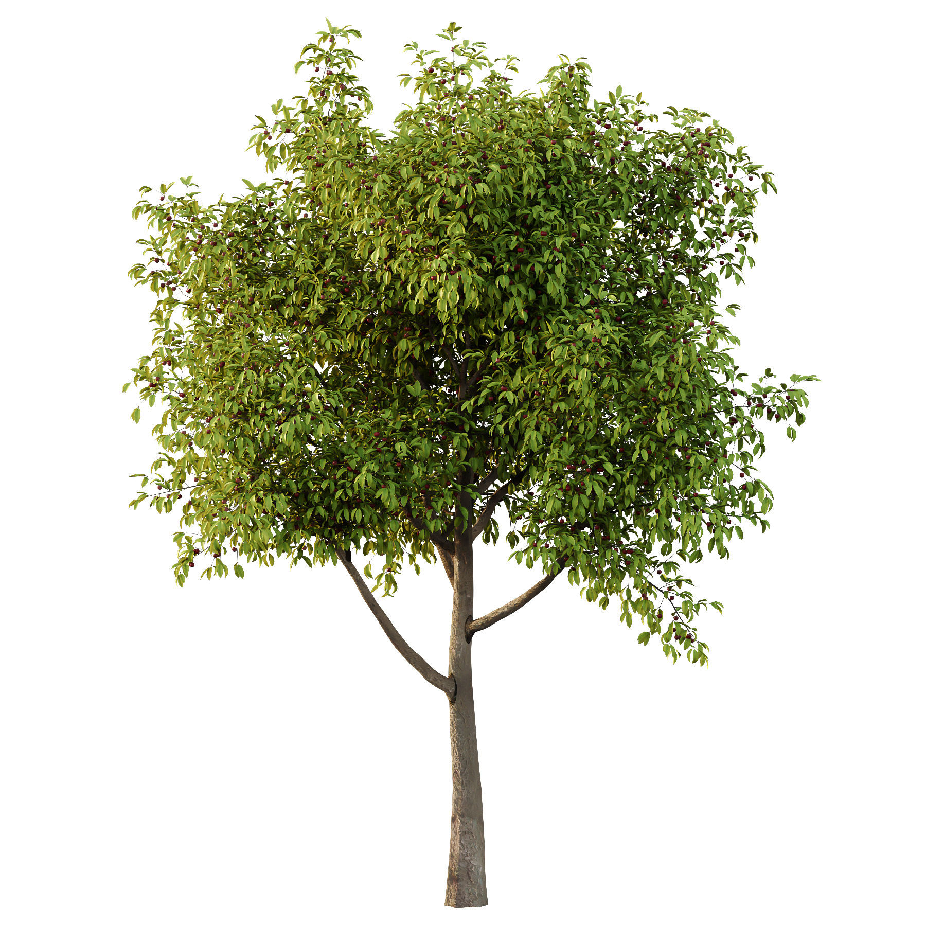 Prunus pseudocerasus Fruit Tree 01 3D model_2