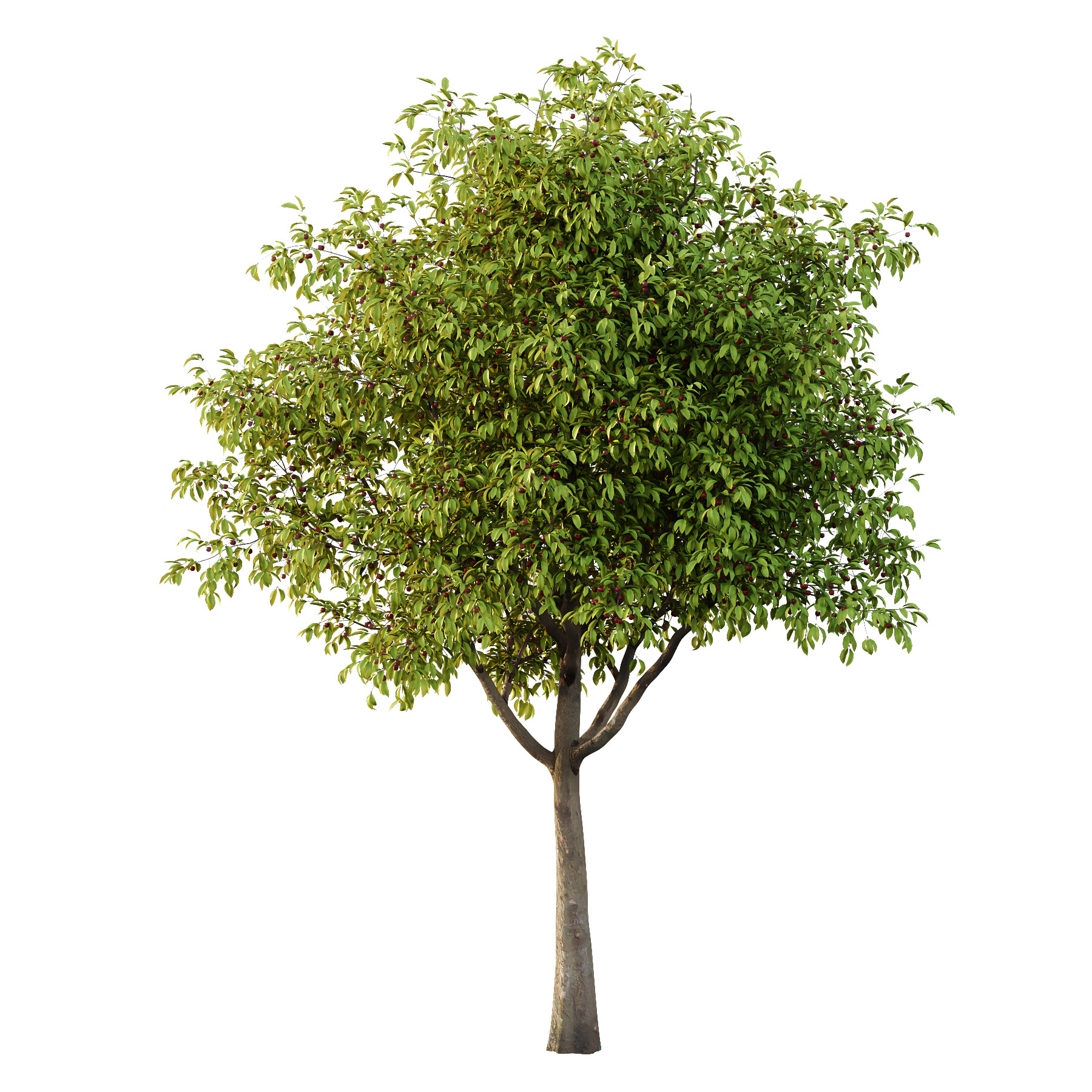 Prunus pseudocerasus Fruit Tree 01 3D model_1