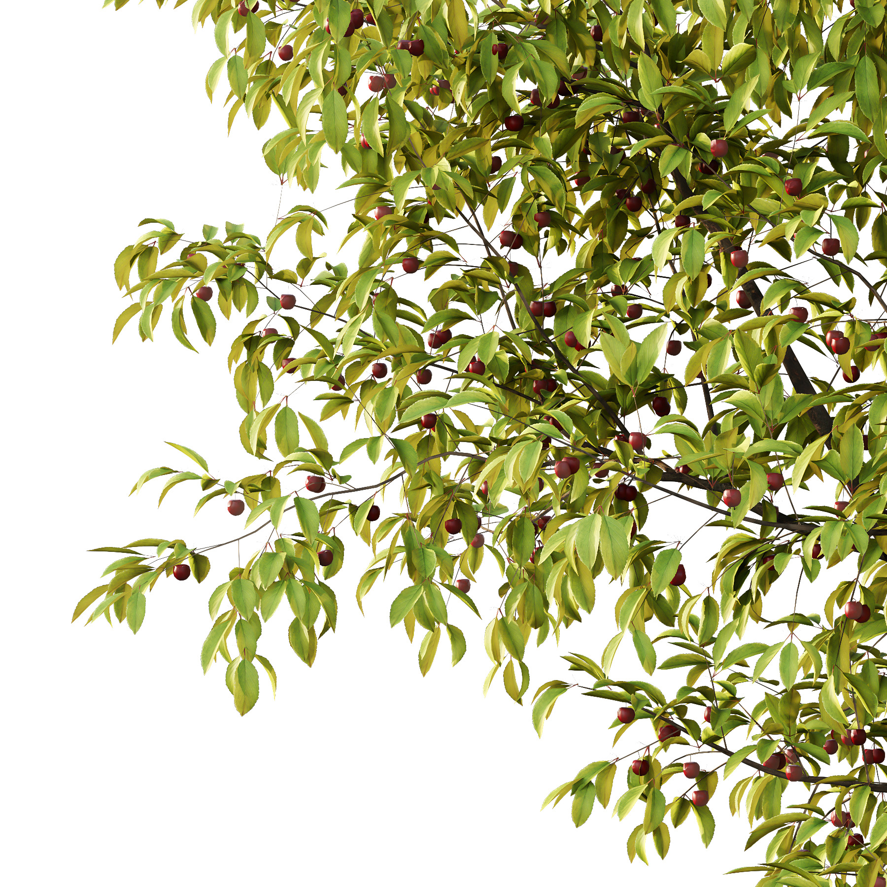 Prunus pseudocerasus Fruit Tree 01 3D model_3