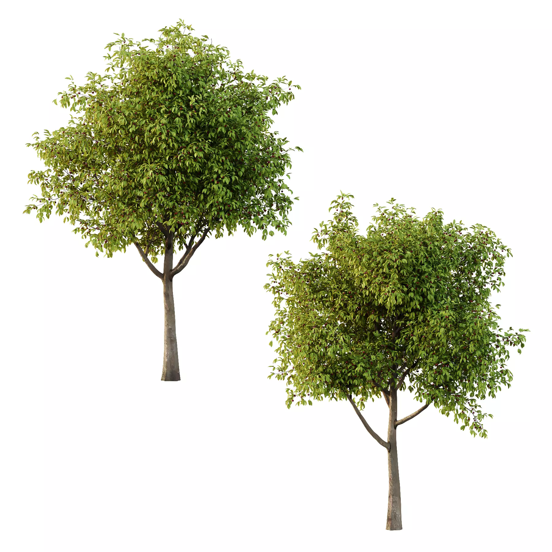 Prunus pseudocerasus Fruit Tree 01 3D model_0
