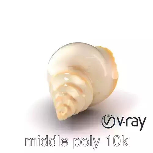 Natural Seashell Scalloped Edge Model Pack