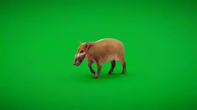 Red River Hog Low-poly 3D model