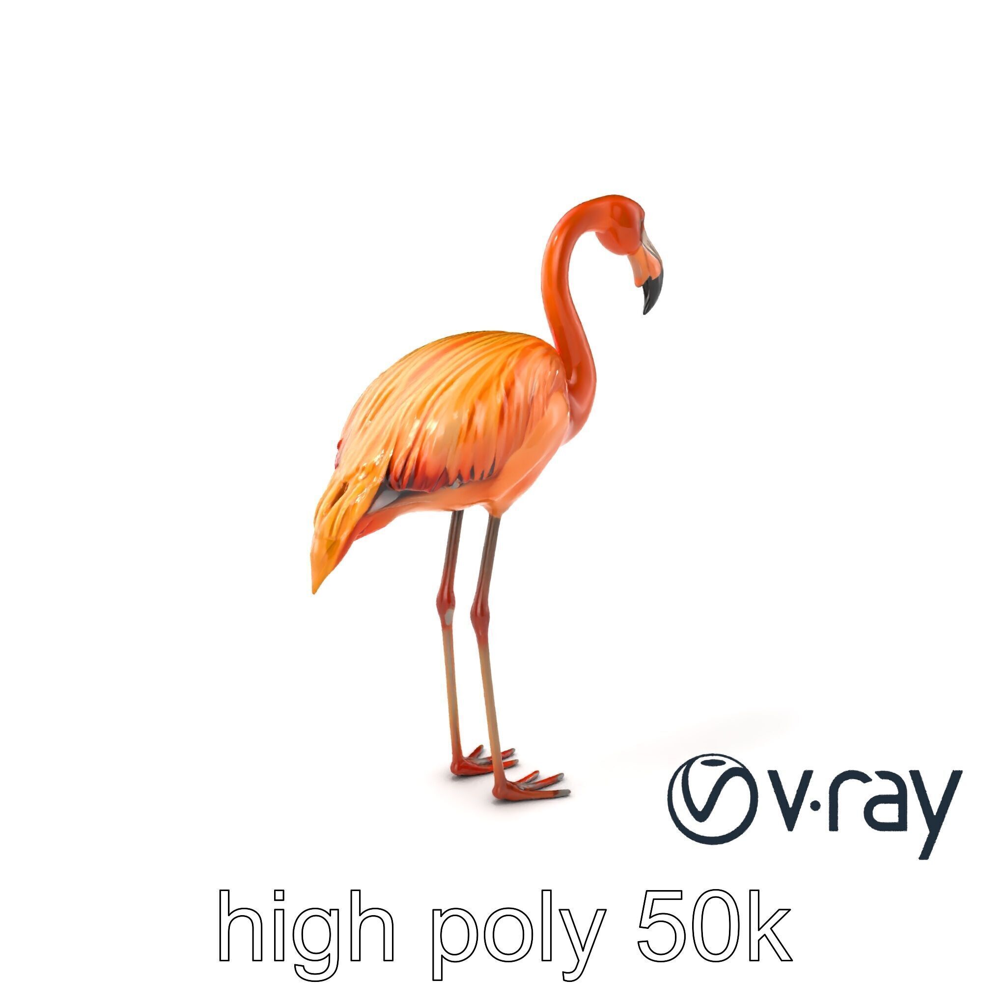 Flamingo Bird Natural Pink model pack Low-poly 3D model_6
