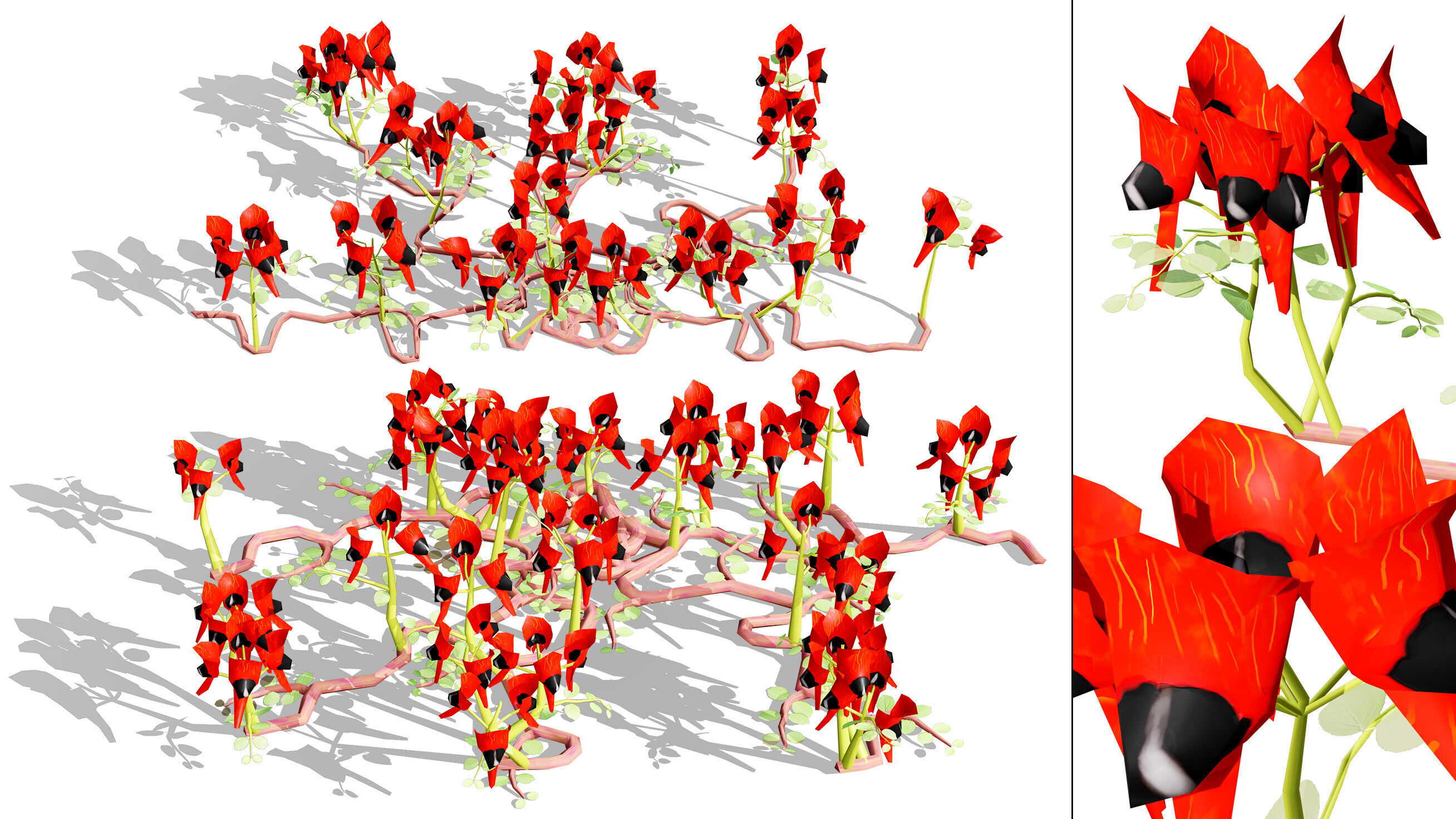 Australian Sturts Desert Pea Swainsona Low-poly 3D model_8
