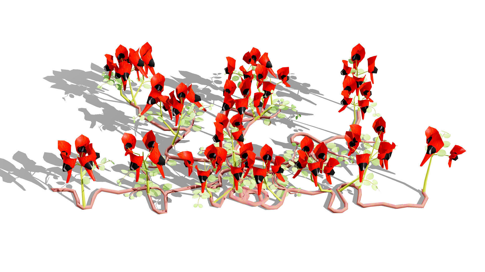 Australian Sturts Desert Pea Swainsona Low-poly 3D model_4