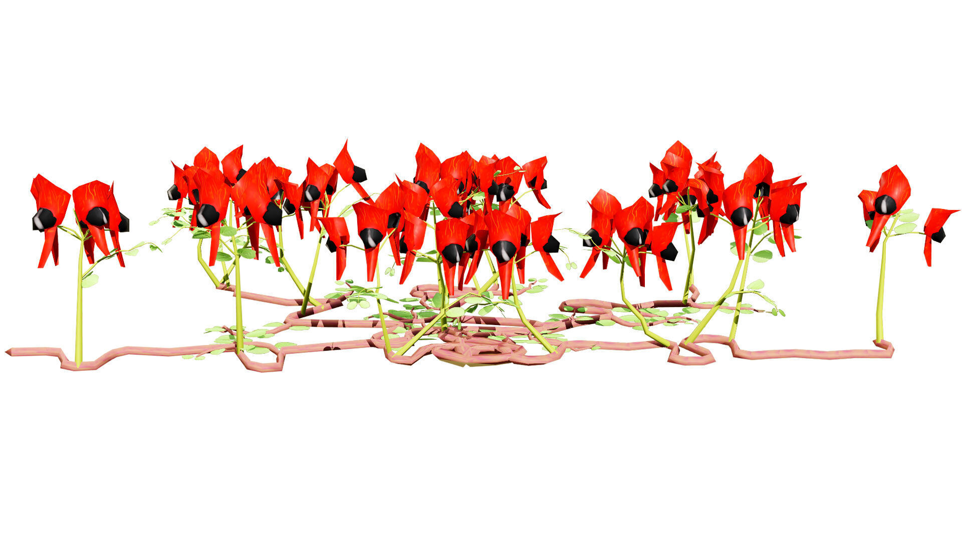 Australian Sturts Desert Pea Swainsona Low-poly 3D model_3