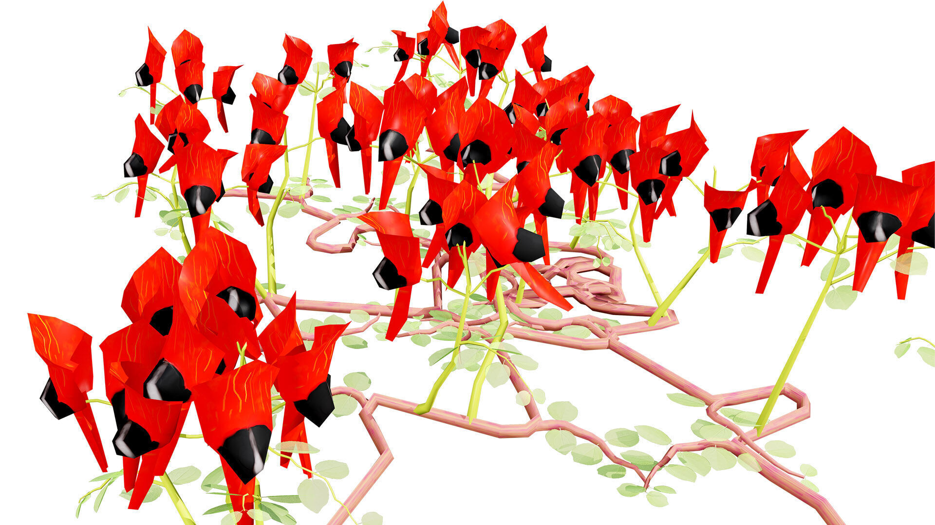 Australian Sturts Desert Pea Swainsona Low-poly 3D model_5