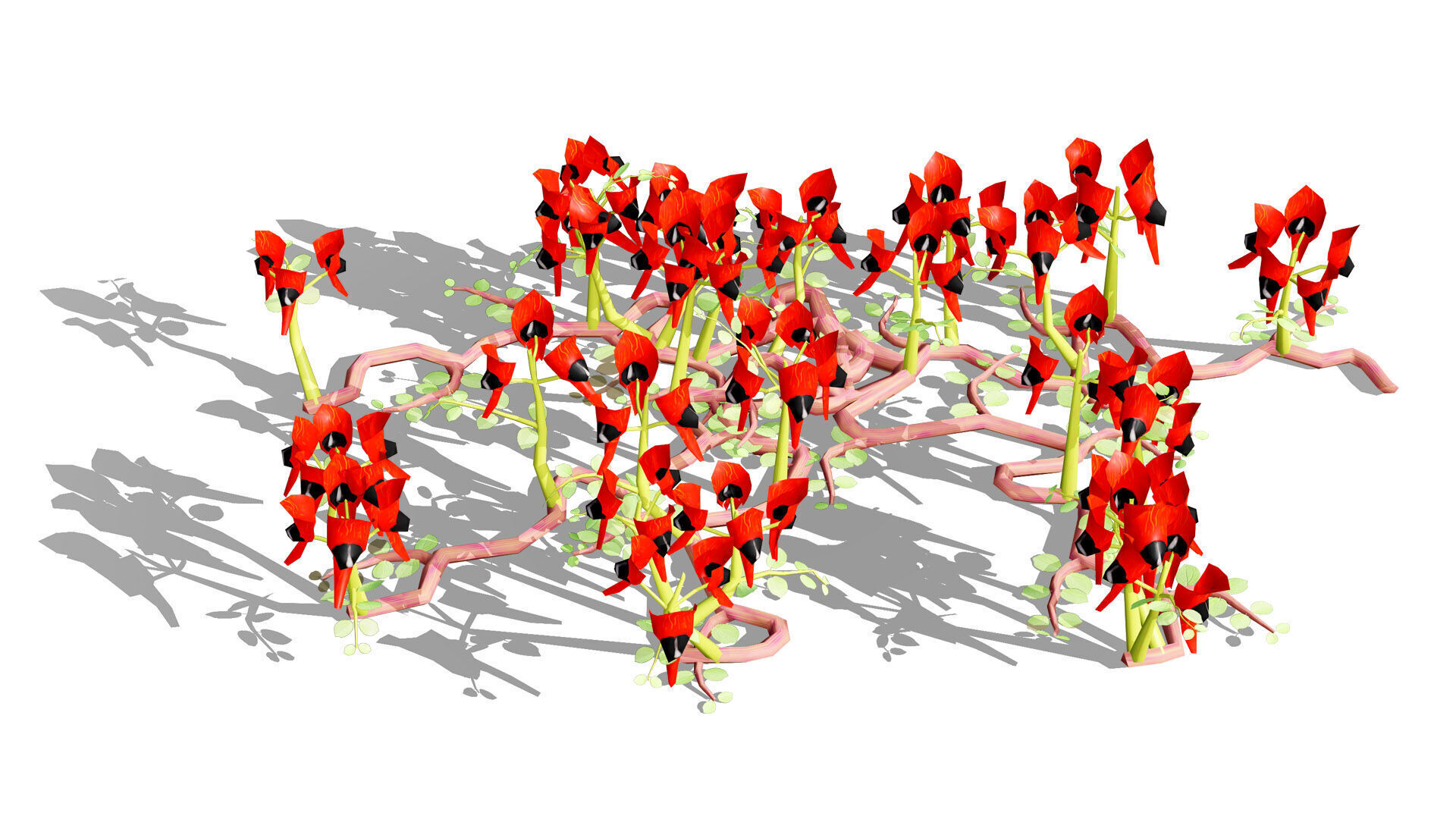 Australian Sturts Desert Pea Swainsona Low-poly 3D model_7