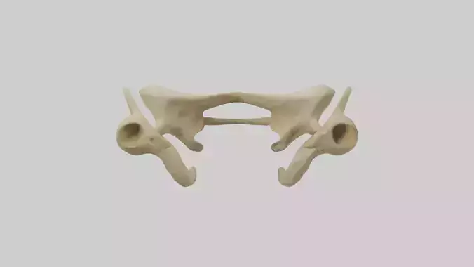Cheetah Pelvis