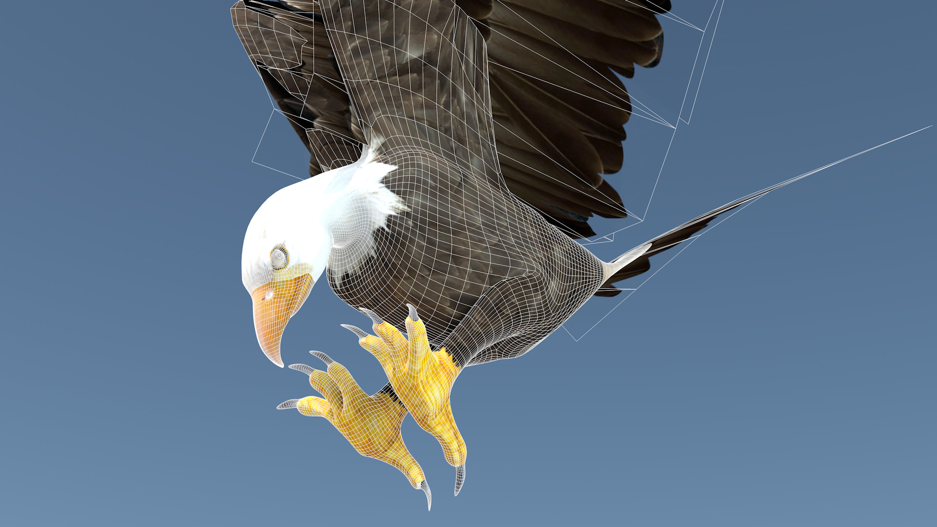 White Headed Eagle 3D model_8