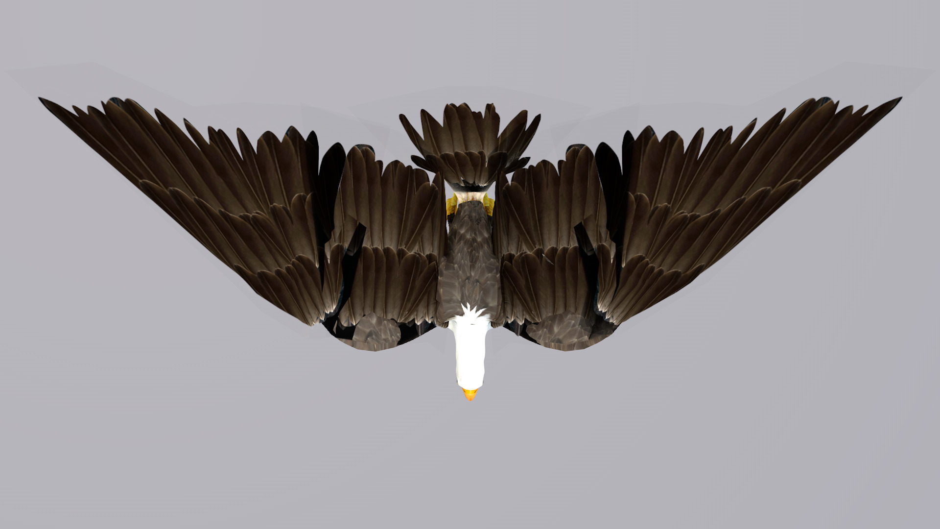 White Headed Eagle 3D model_15