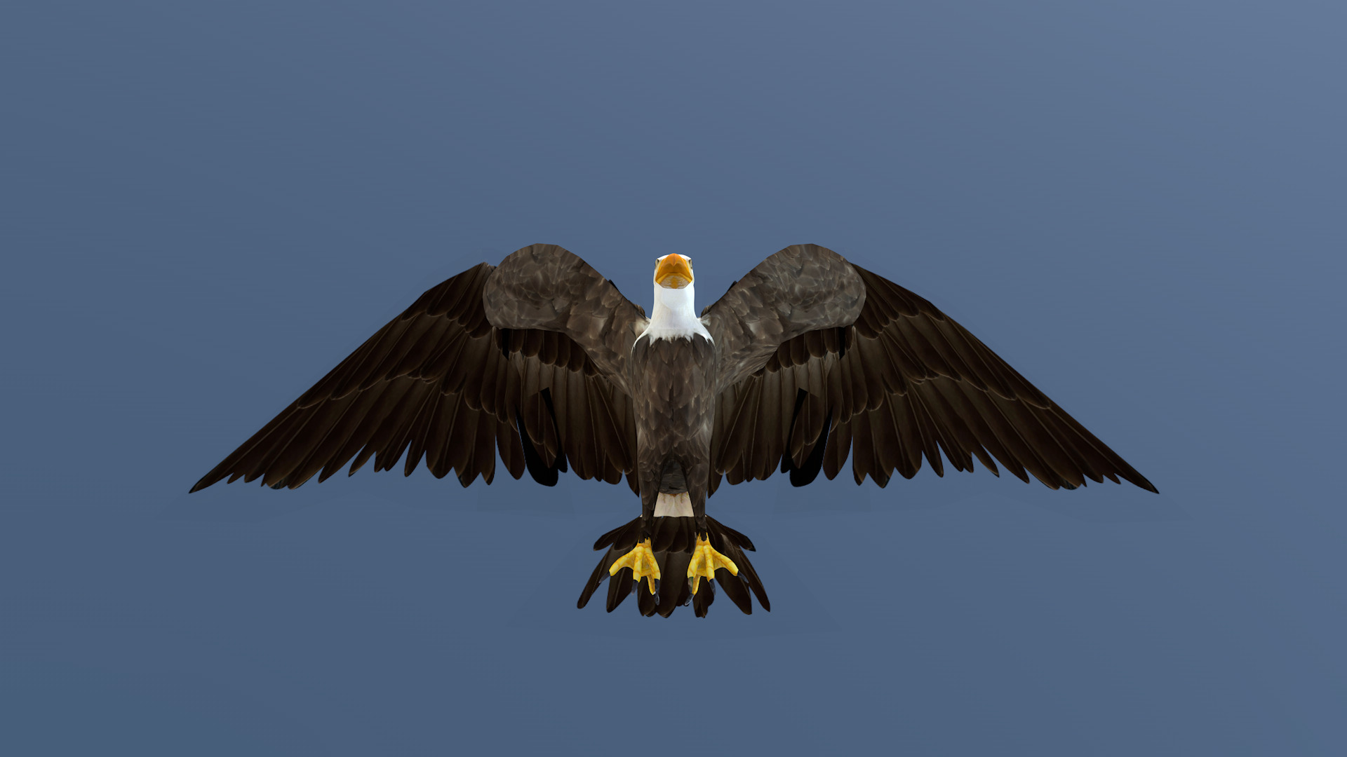 White Headed Eagle 3D model_16