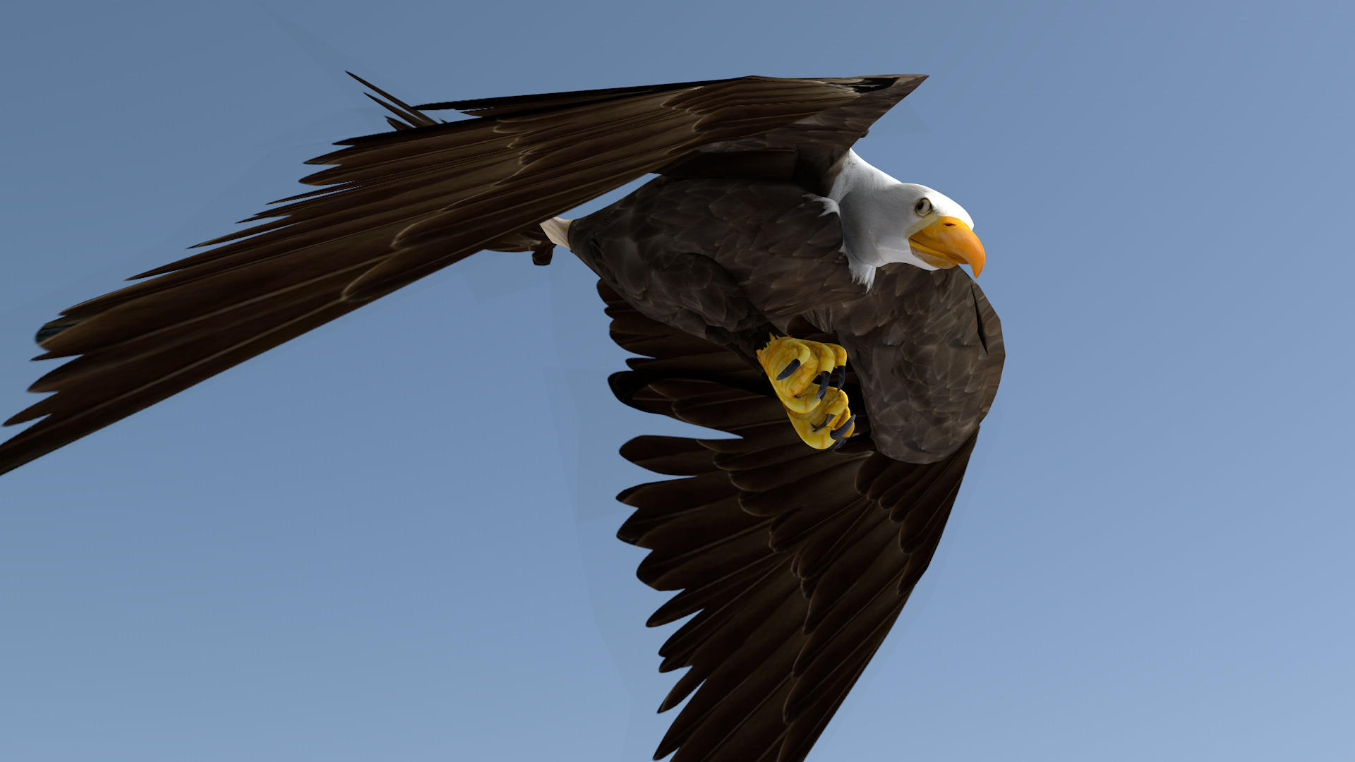 White Headed Eagle 3D model_7